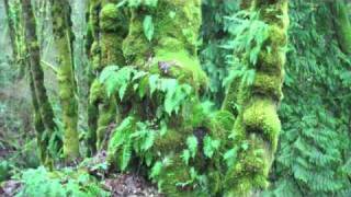 Forest Irma. Music By Acuity1980