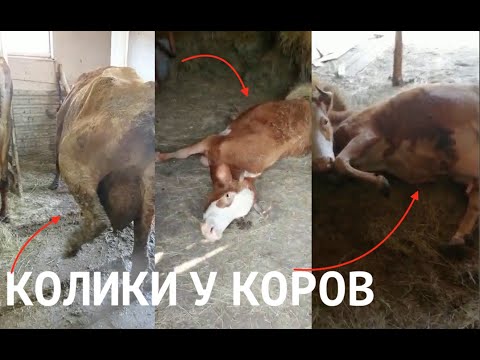 КАК Я ЛЕЧИЛ КОЛИКИ У КОРОВ