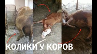 КАК Я ЛЕЧИЛ КОЛИКИ У КОРОВ