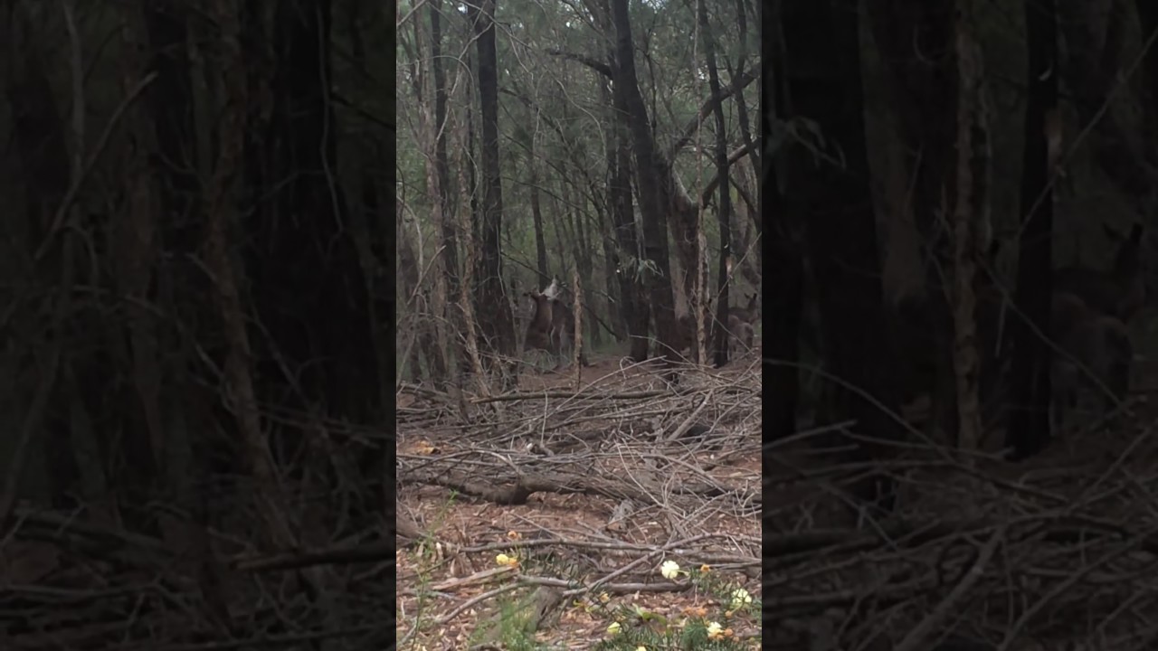 Dos canguros atrapados peleando en el bosque - ¡su reacción es imperdible! - YouTube