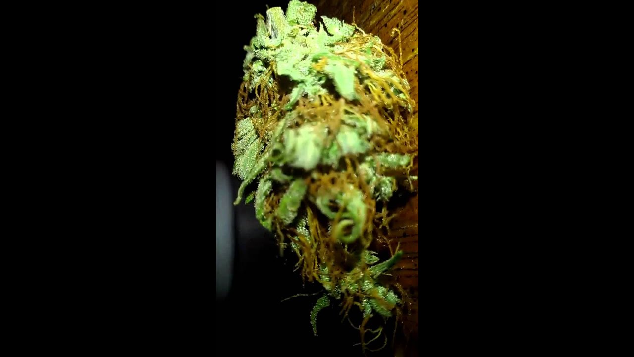 Purple jelly bean and Cinderella99 , Kush