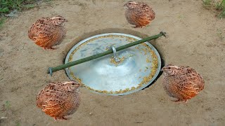 Creative DIY Quail Bird Trap Using Pot Cover