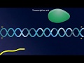 Biology for CBSE Class 12: Transcription Unit