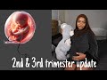 2nd & 3rd Trimester update & Symptoms! Pregnancy update