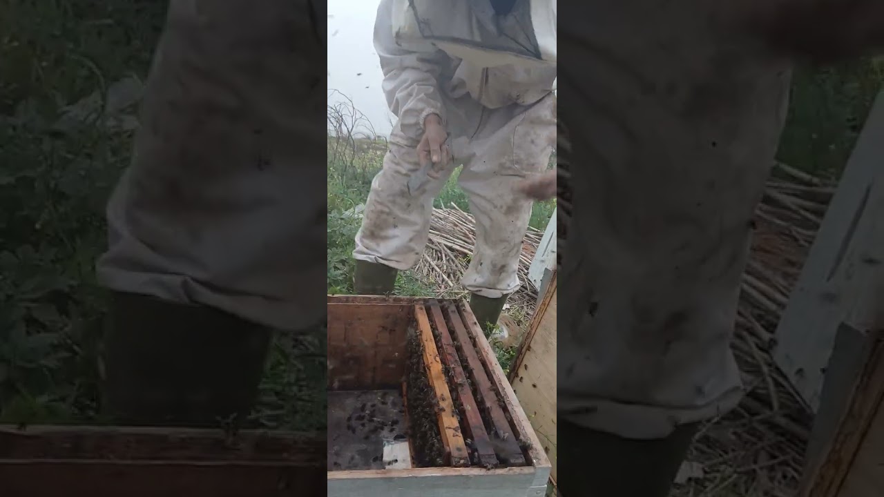 طريقة نزع طرد في نفس المكان(خلايا نحل للبيع مستغانم عين تادلس 0781455131 0778713905 