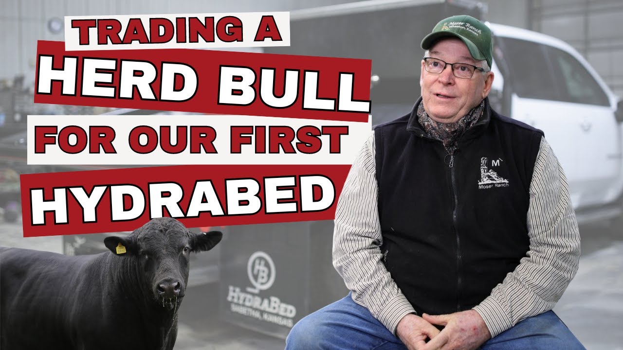 Trading A Herd Bull For A HYDRABED