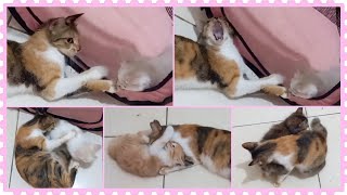 @cc.cutecats CUTE KITTENS : Playing With The Mother Cat. ❤