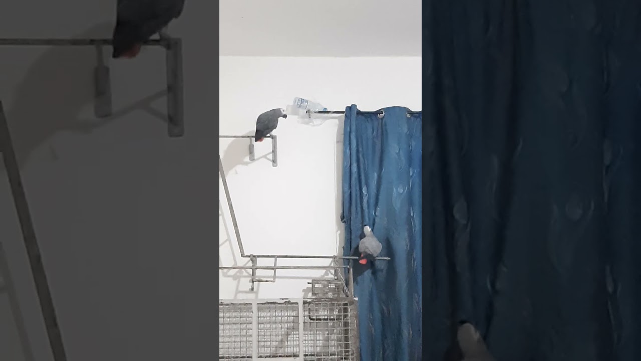 تصفير ببغاء ماسكة إفريقي..parrot  grey..perroquet