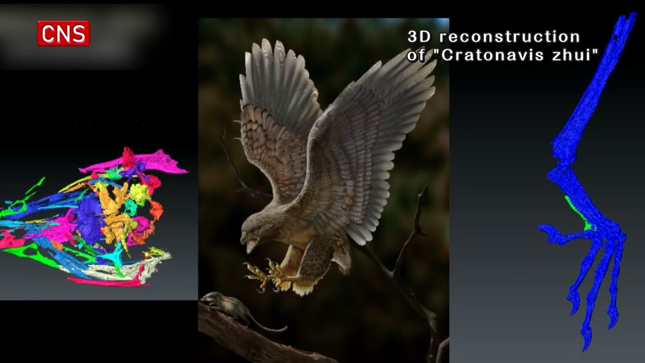 New finding of Cretaceous birds from Chinese scientists