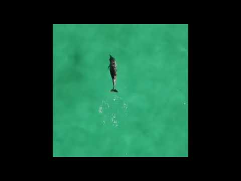 Cagliari, delfino danza nell'acqua cristallina del Poetto: i video di Ale Guidi sono mozzafiato