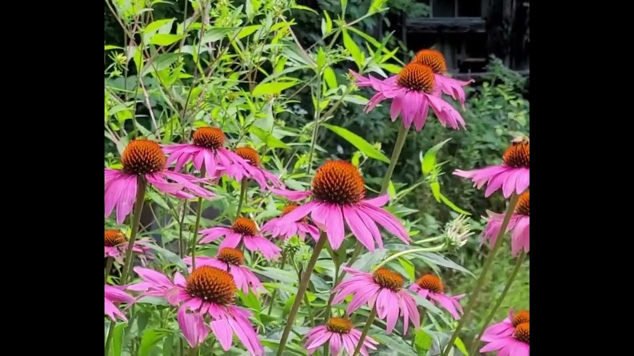 Hummingbirds & Your Garden