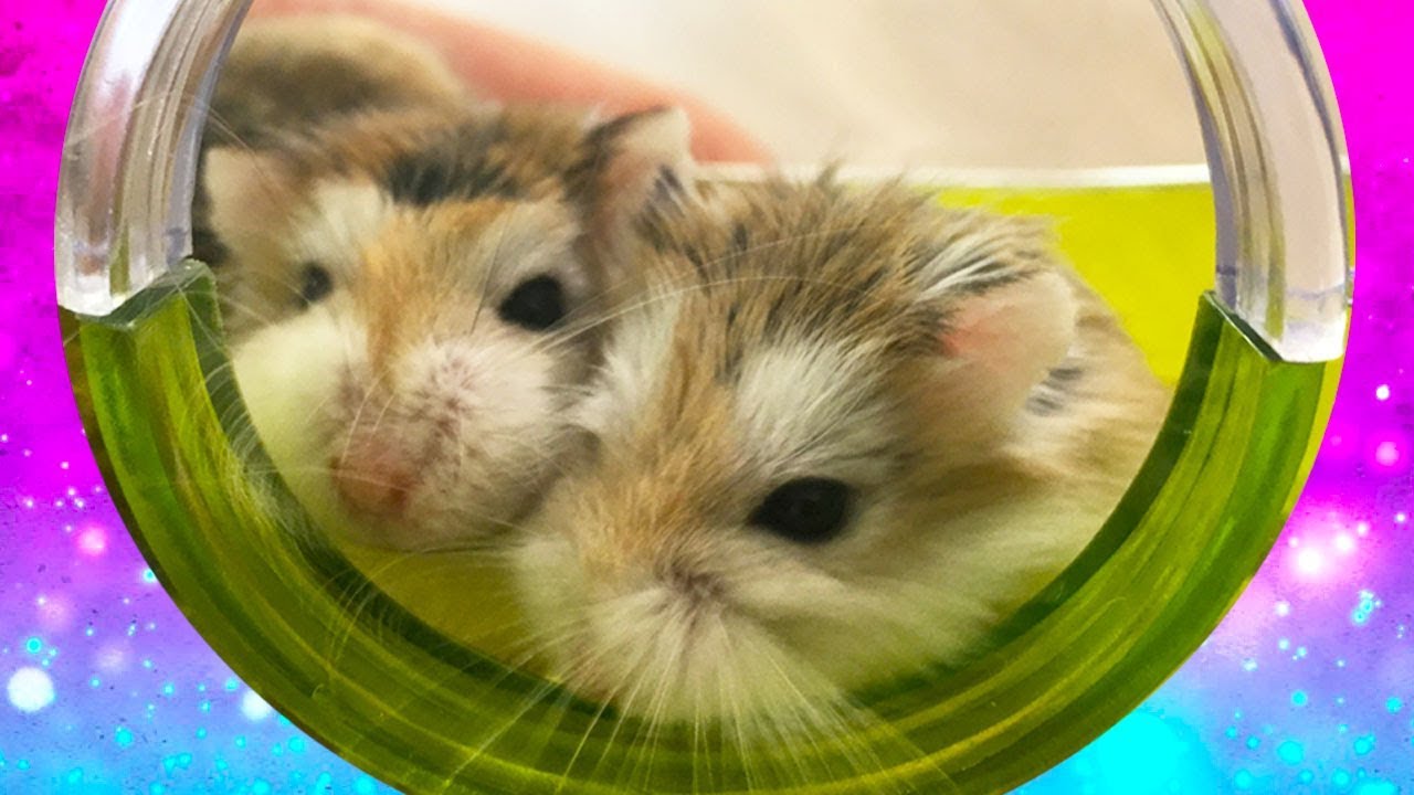 Juguetes para Hamsters