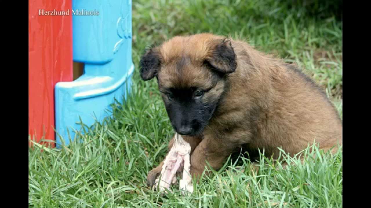 Going from A to B, Herzhund Malinois B litter coming up