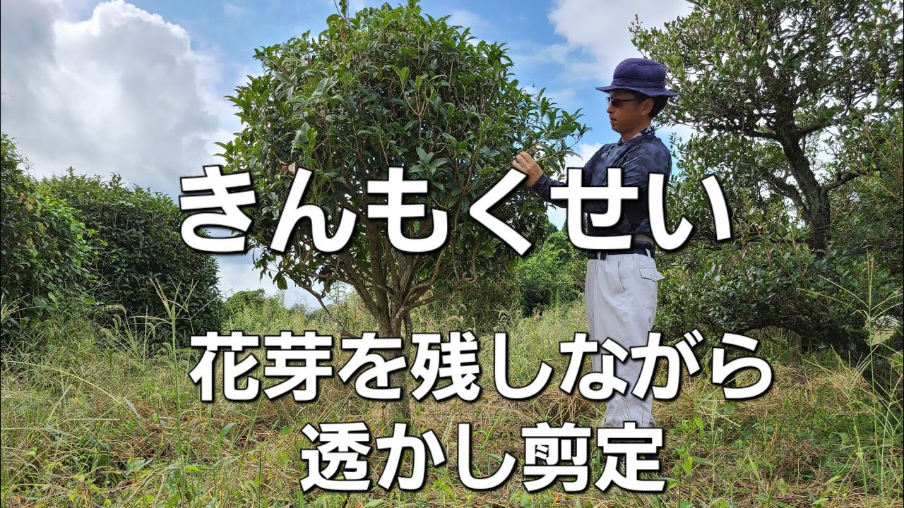 金木犀(きんもくせい)花芽を残す透かし剪定【9月中旬】 - YouTube