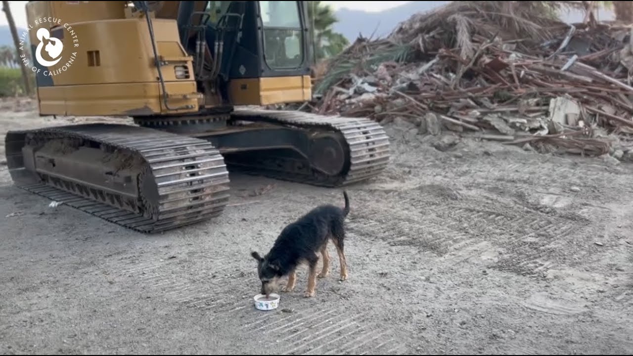 Owner Moves And Leaves his Dogs Behind - YouTube