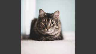 Modish Ambience for Comfy Cats