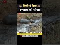 हिप्पो ने दिया इंपाला को धोखा 😱 । animal shorts । #shorts #ytshorts