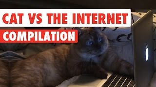 Cats vs The Internet Video Compilation 2017 Cats vs The Internet Video Compilation 2017