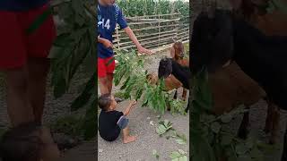 Senangnya Memberi Makan Kambing Senangnya Memberi Makan Kambing