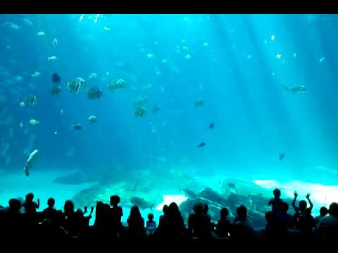 Atlanta aquarium. The largest fish tank in d world - YouTube