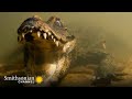 Dwarf Crocodile Behavior and Adaptations
