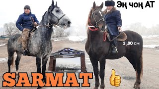 SARMAT 😱 ДӨӨ АТ 🔥 КЫРГЫЗСТАНДА ЭҢ ЧОҢ АТ АЛАЙДА 19.12.20