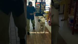 Smart Alaskan Malamute can Talk.