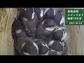 【巣箱速報】シジュウカラ 孵化18日目 大雨の日そして巣立ち (観察79日目：2021/06/04)