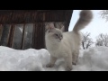 Невские маскарадные котята и кошки на снегу