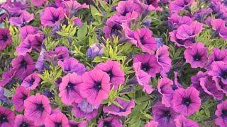 Pink Flowers Stock Video