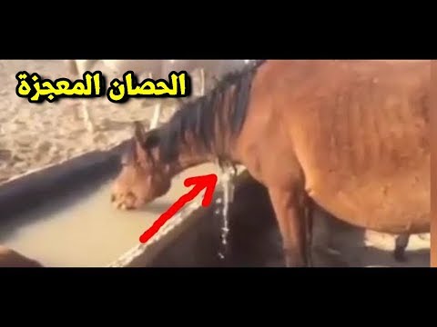 معجزه ! بعد ذبح الحصان وقف مجددًا ويشرب الماء ، غرائب يجب ان تشاهدوها