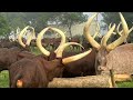 Uniqueness Of Ankole Cows