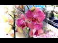 завоз НОВЫХ ОРХИДЕЙ даже я в ШОКЕ обзор орхидеи