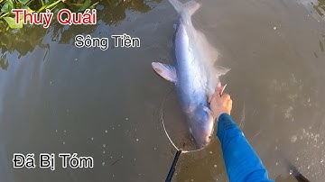 Bình Minh Trên Sông Tiền Là Lúc Thủy Quái Ra Kiếm Ăn | Kích Cá Miền Tây | Catch Fish