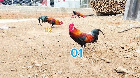 Gà rừng mồi cho ae chơi,,  mùa 2505,,saib kuv cov qaib dib zoo cuab