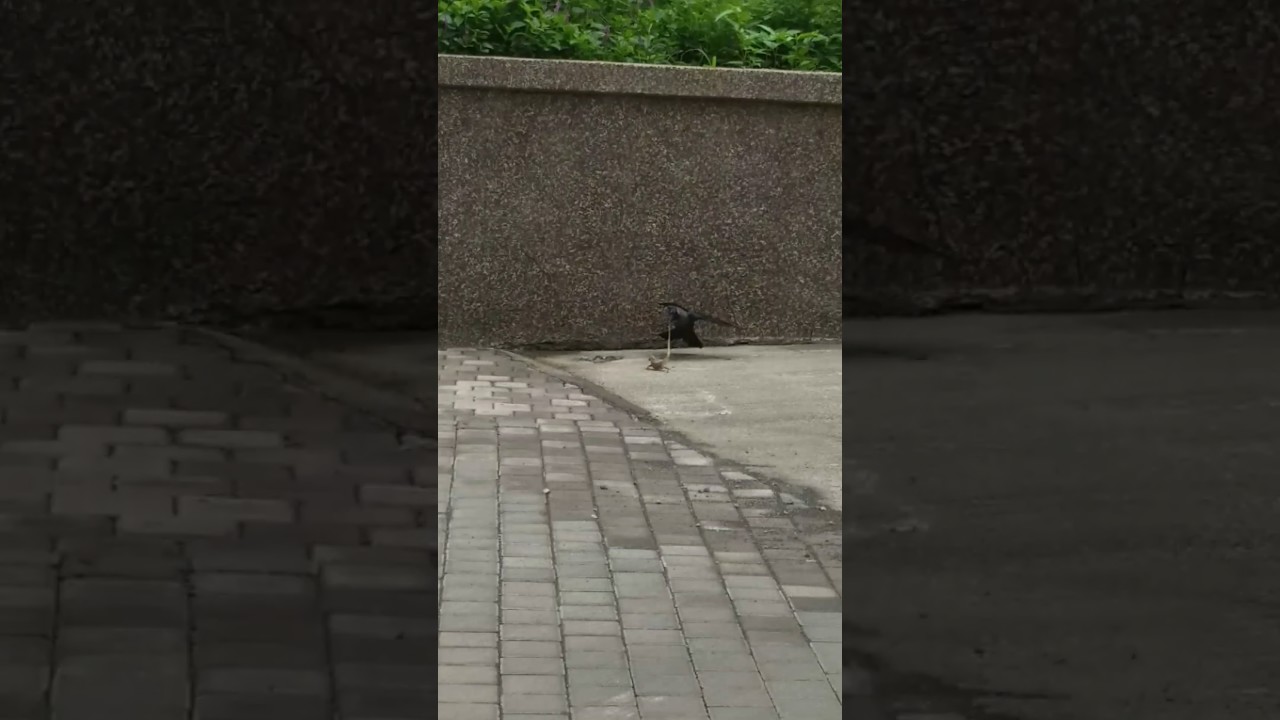 Fight between Crow and Chameleon