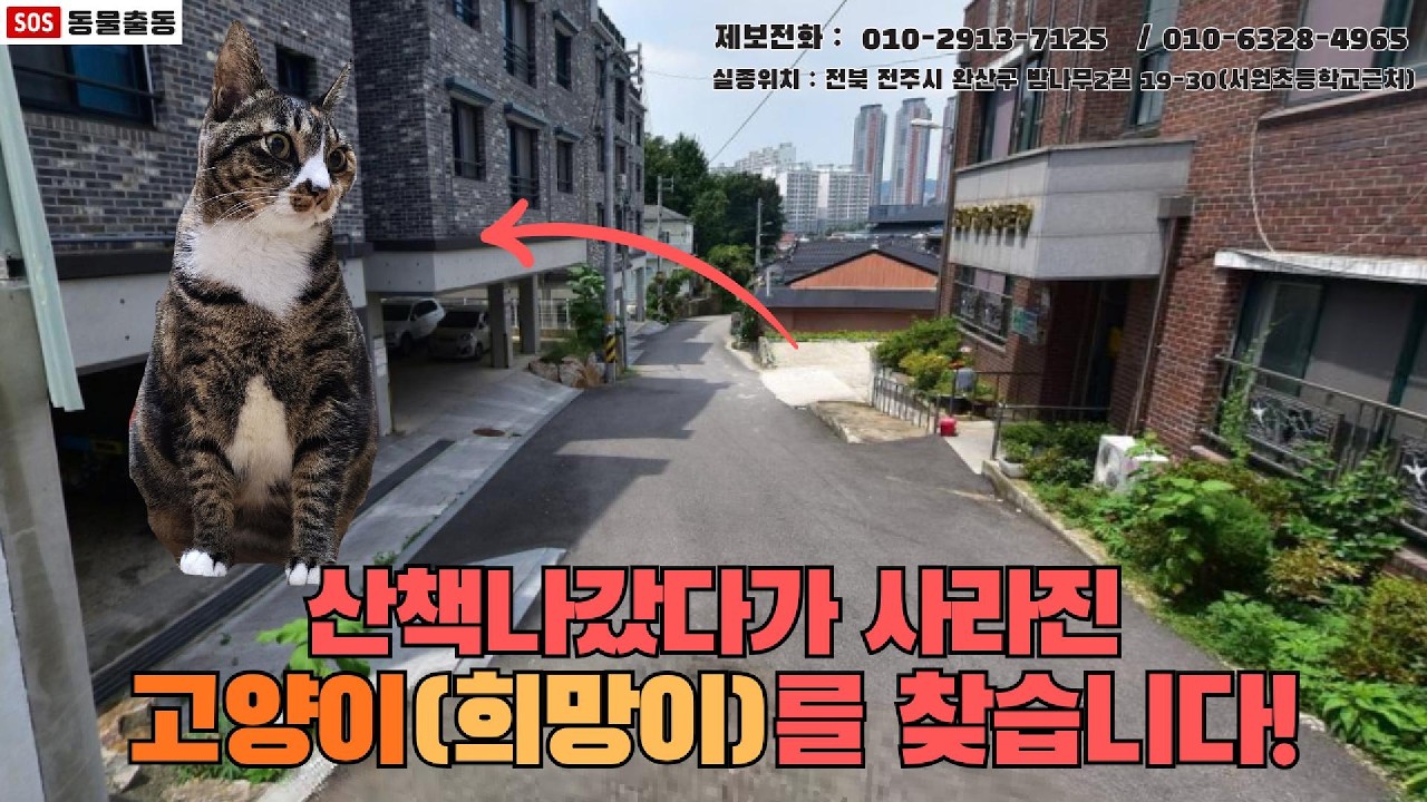 [고양이탐정] 전북 전주시에서 잃어버린 고양이 희망이를 찾습니다. (전주시 실종동물 방송)