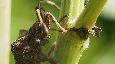 Forest Stink Bug Stock Video