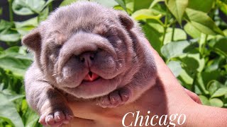 Chicago Lilac Tan English Bulldog