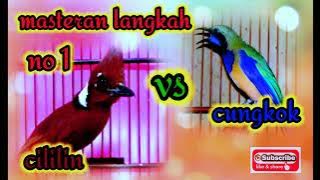 masteran cucak cungkok vs cililin durasi 1jam