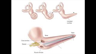Auditory Transduction Pathway