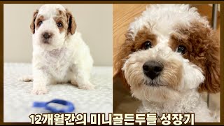 미니골든두들 강아지 입양부터 1살까지 성장기록