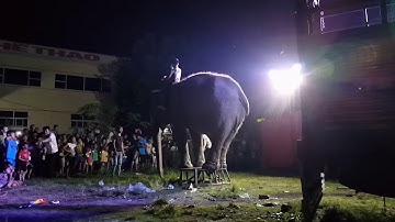 Bé đi xem xiếc|ảo thuật|xiếc voi tập 5