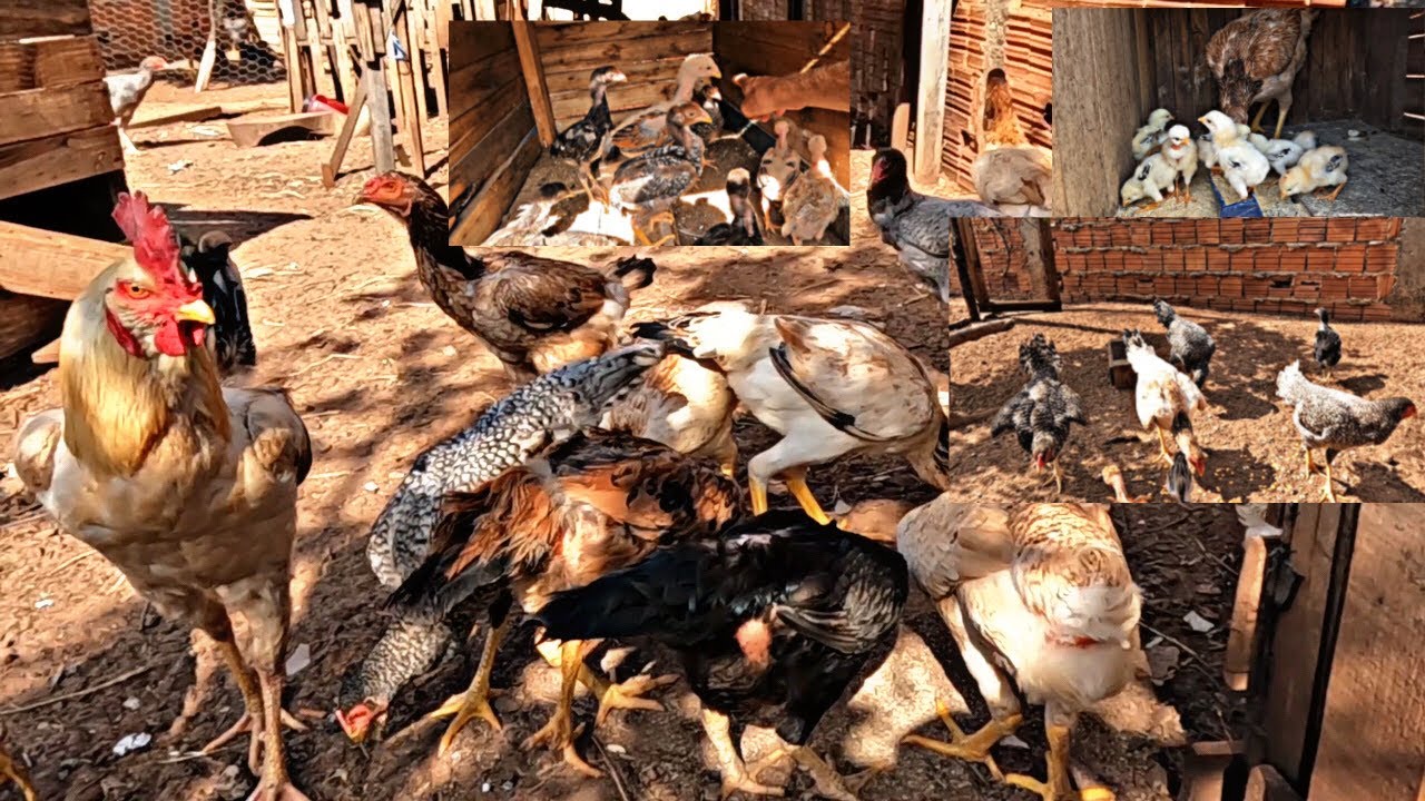 CRIAÇÃO DE GALINHA CAIPIRAS EM 2025 VALE A PENA? CUSTOS / RAÇÃO E LUCRO REAL 