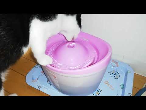 保護猫　ASMR　猫　水飲む音　チャプチャプ　ひまりと　ツム。　猫　子猫