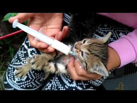Видео: Котки и коча билка: Привлича ли котешка билка котки във вашата градина