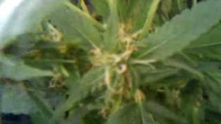 2nd grow flowering, seedling week 1