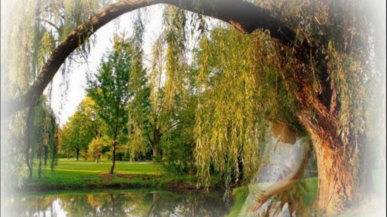 Ивушка ивушка зеленая моя. Плакучая ива. Над водой склонилась ива. Ива склоняясь над рекою раскинула ветви рисунок. Ивушка зеленая над рекой склоненная.