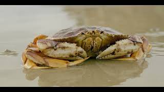 Newport, Oregon. The Dungeness Crab Capital of the World®