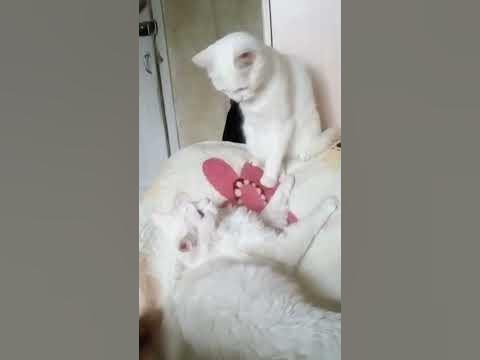 Домашние животные Турецкая Ангорка - YouTube
